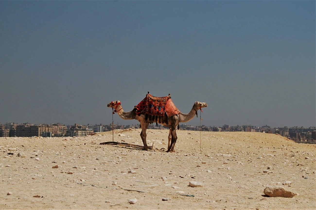 Motivationskarte: Zwei Kamele, Wüste, Steine, Stadt im Hintergrund