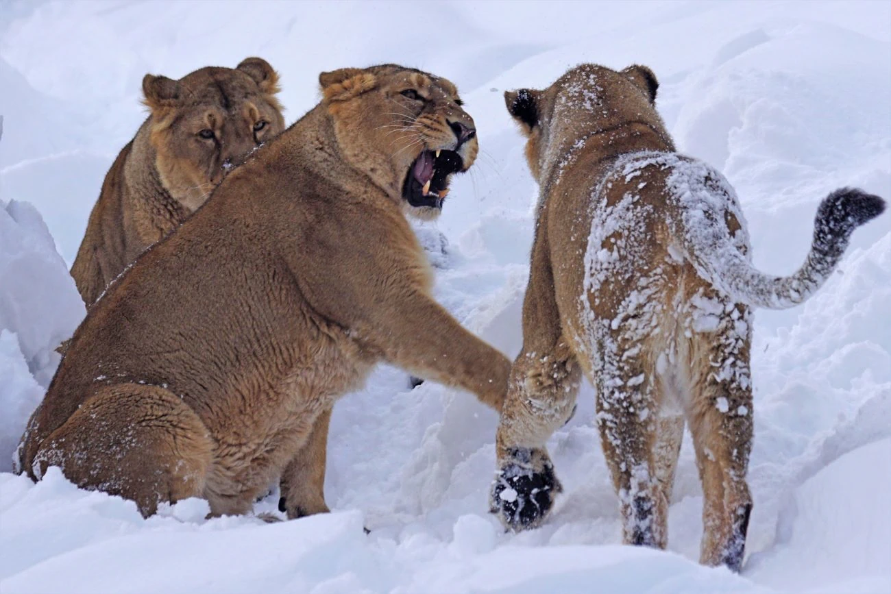 Gefühlskarte: Drei Löwen im Schnee