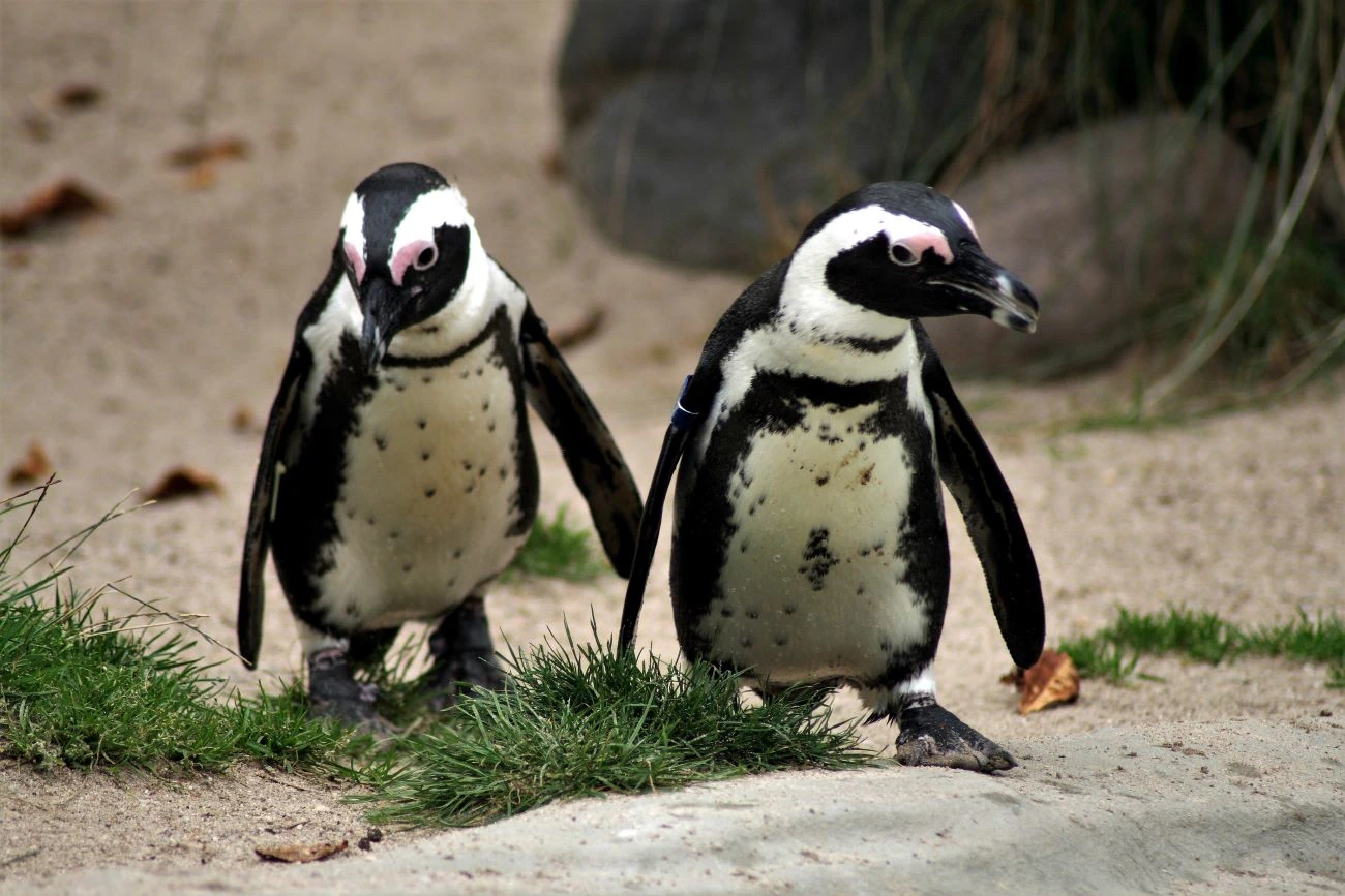 Gefühlskarte: Zwei Pinguine an Land