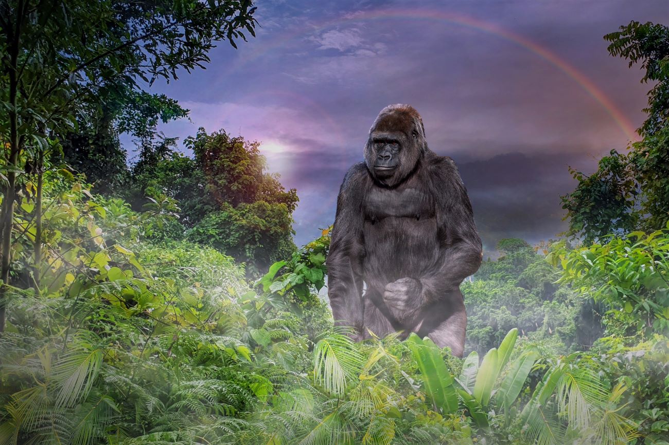 Fantasiekarte: Regenwald, Gorilla